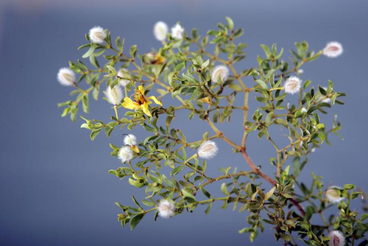 Creosote
