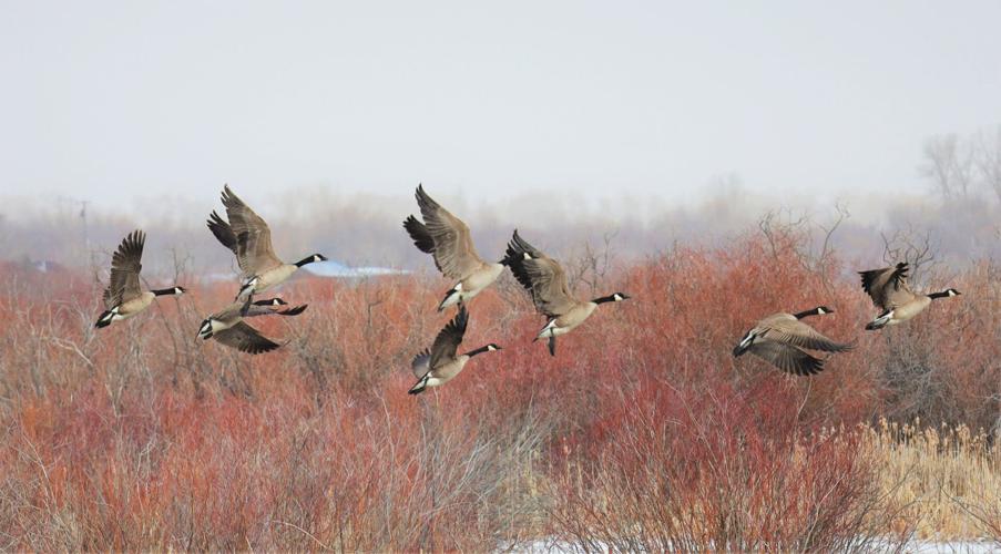 Geese