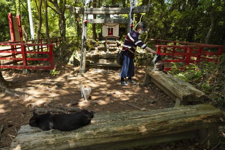 Japan Island of Cats Photo Gallery
