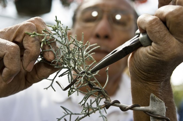 Free class gives basics of bonsai    