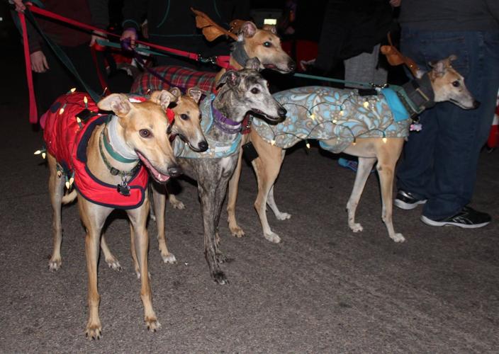Southern Arizona Greyhound Adoption