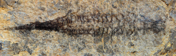 Hot discovery for UA neuroscientist: a Cambrian-era circulatory system