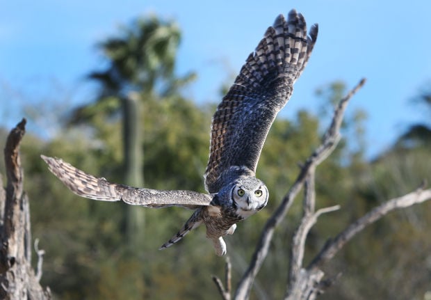 Desert Museum