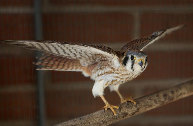 Wildlife sanctuary rebuilds