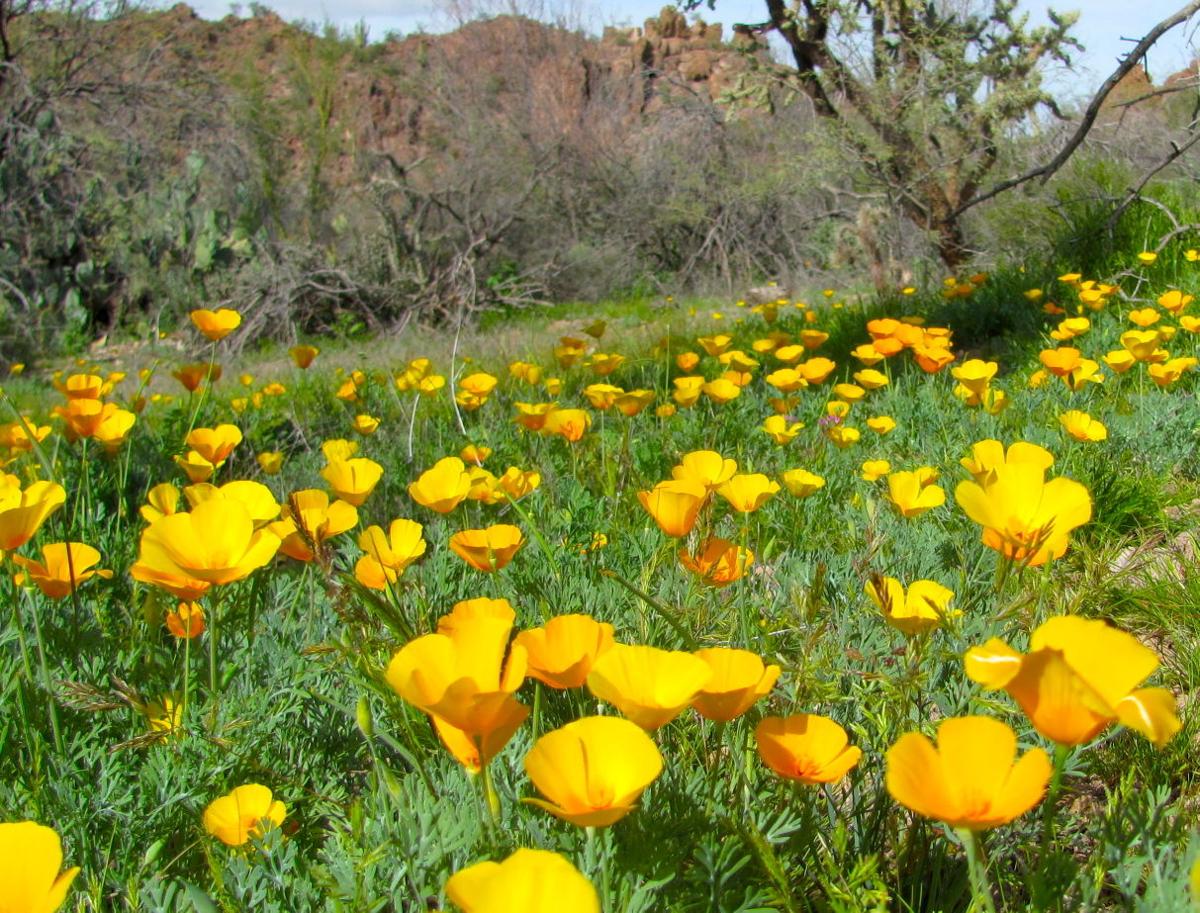Southwest wildflowers