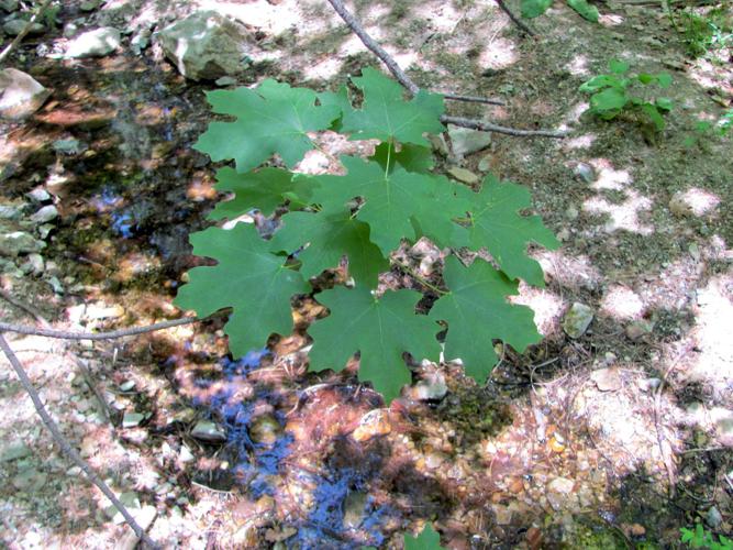 Leaves and small pool