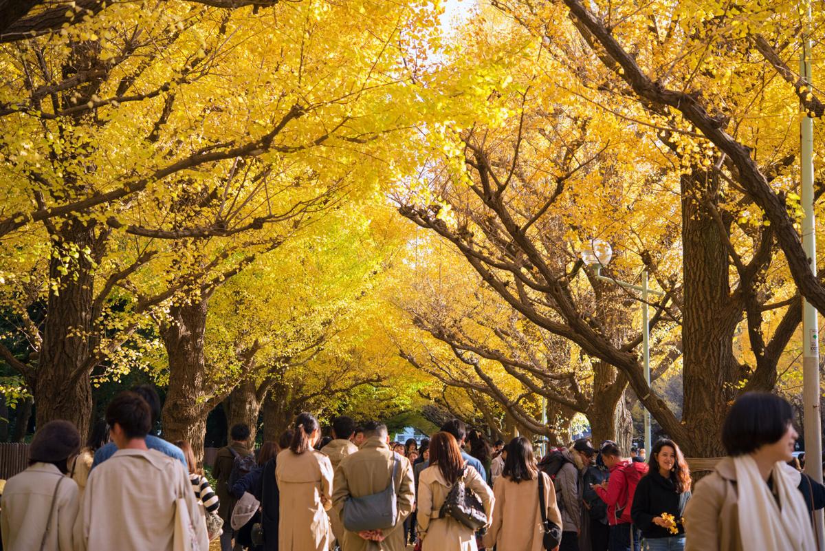 Japan is one of the destinations seeing an uptick in visitors during shoulder seasons.