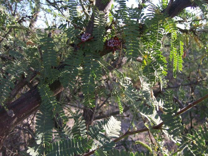 Readers' amazing insects