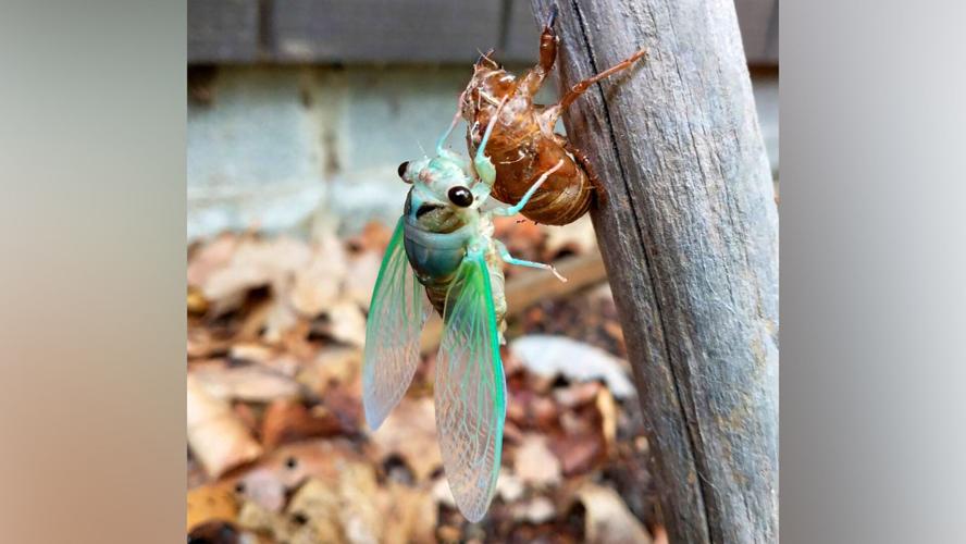 Brood X had a good run, but now the annual cicadas are taking center stage