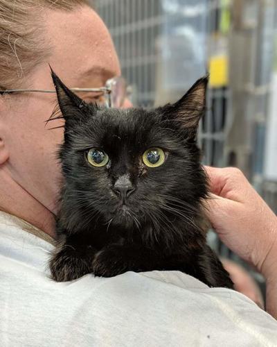 Adopt a friend: Cassie