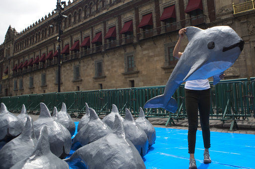 Activists blame Mexican government for near-loss of porpoise