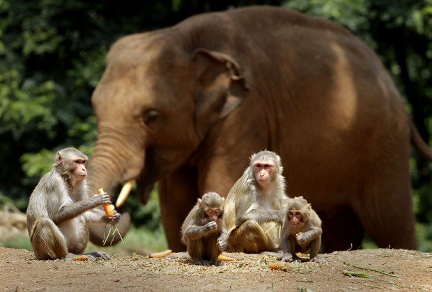 8 nations pledge to protect elephants   