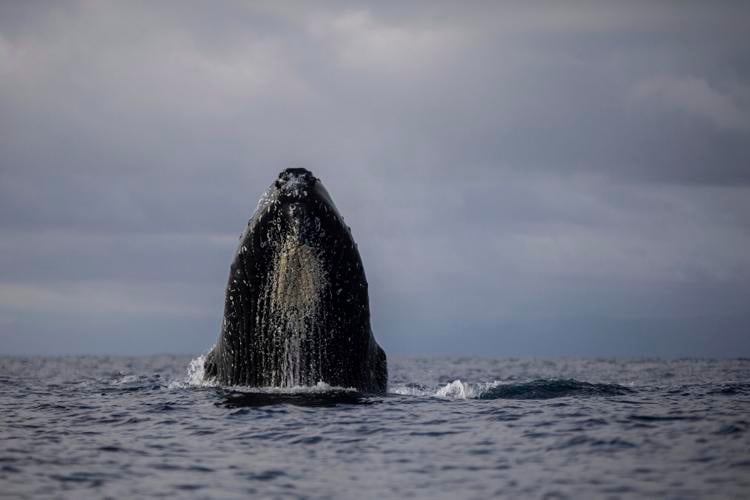 APTOPIX Colombia Whales