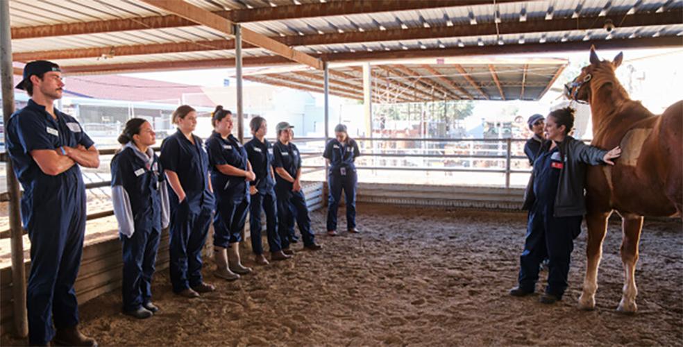 U of A’s fledgling vet school gains national prominence
