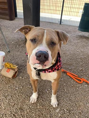 Adopt a friend: Leelo