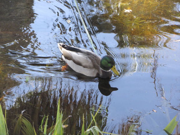Waterfowl at Agua Caliente Park