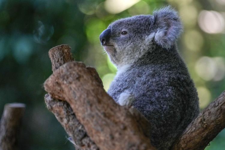 Koala Chlamydia Vaccinations