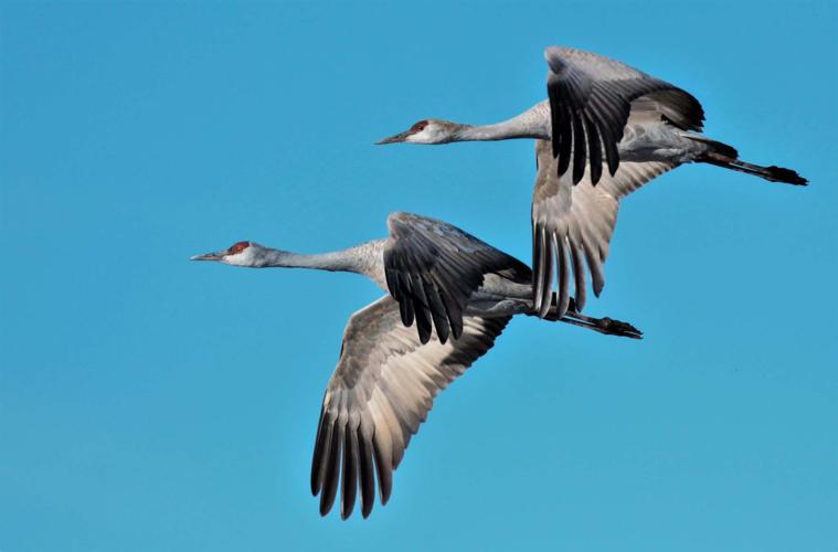Sandhhill cranes