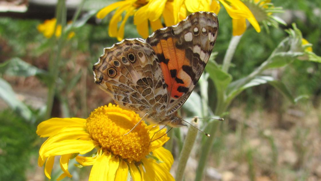 events to enjoy outdoors tucson