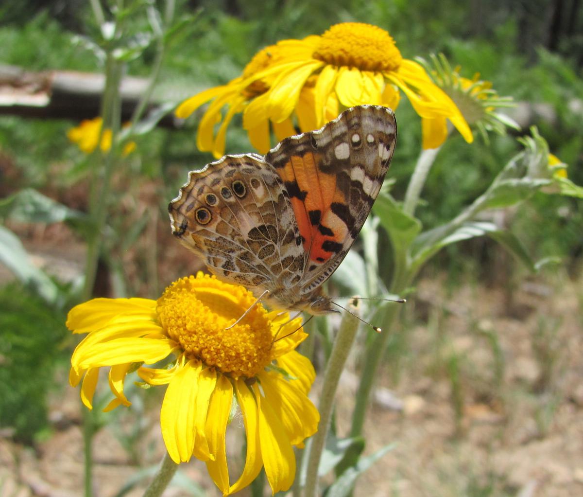 Butterfly and blooms