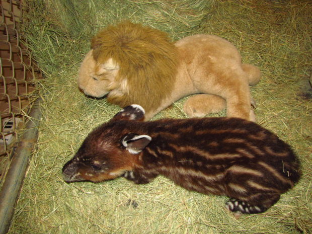 Tapir