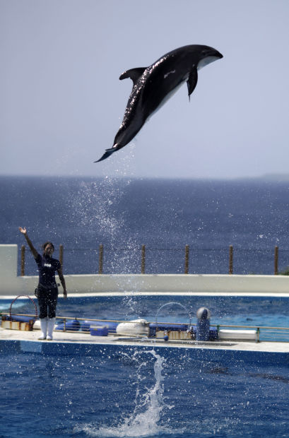 Japan Aquarium