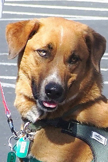Pet adoptions