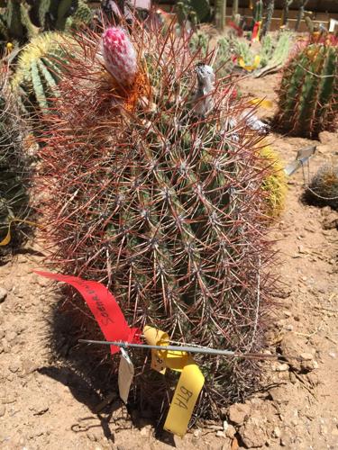 Wallace Desert Gardens