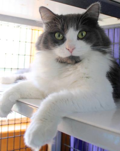 Adopt a Friend: Mini Kiki