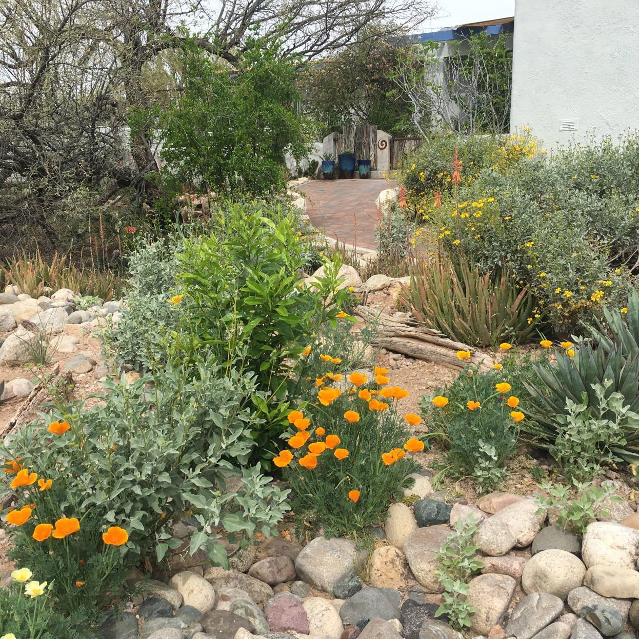 Tucson Area Garden Tours Will Focus On Creative Ways To Use