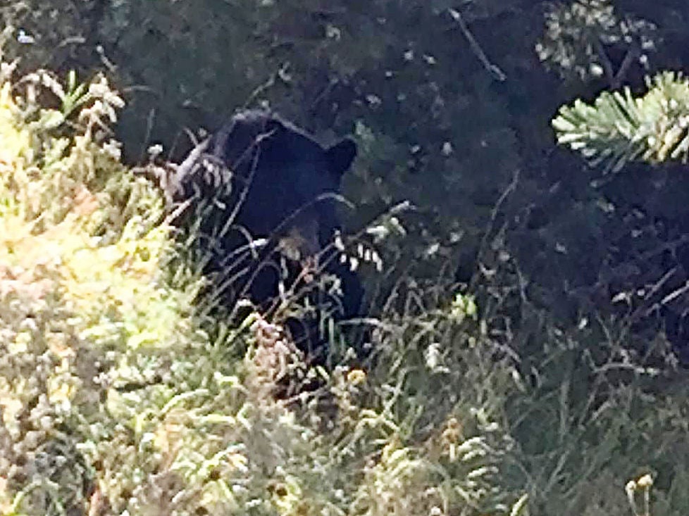 Bear that charged at hikers in Santa Rita Mountains to be killed