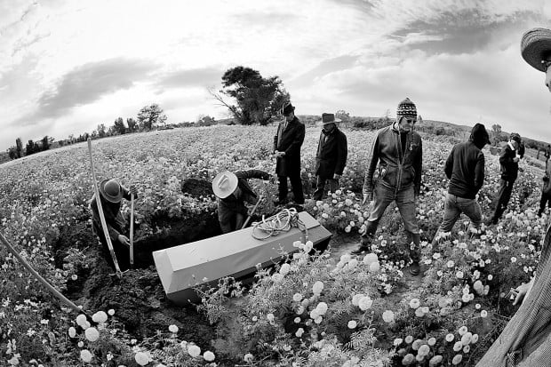 Keen observation shapes 'Flor de Muertos'   
