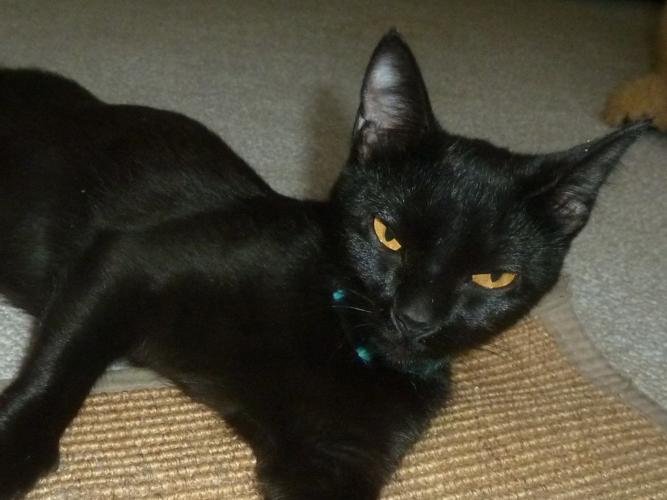 Adopt a friend: Shade