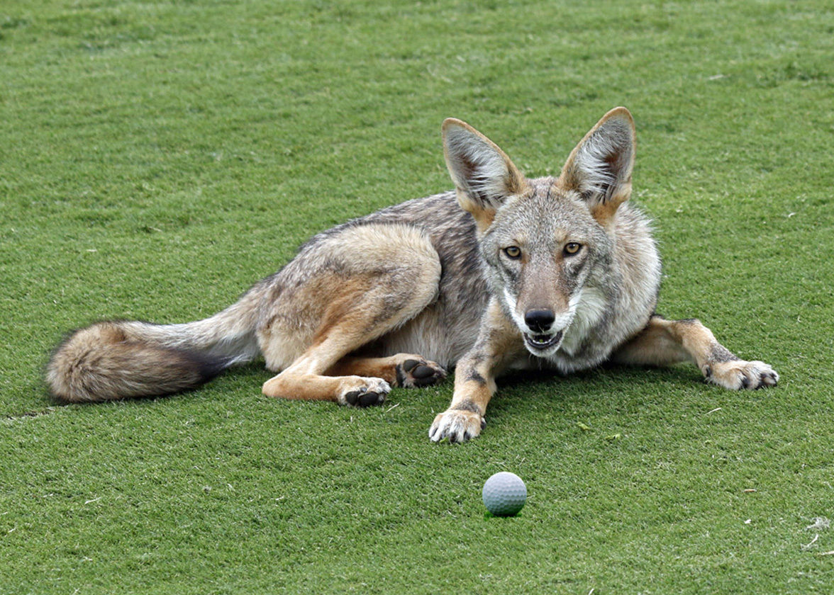 Somebody’s Been Feeding the Coyotes Homeandgarden