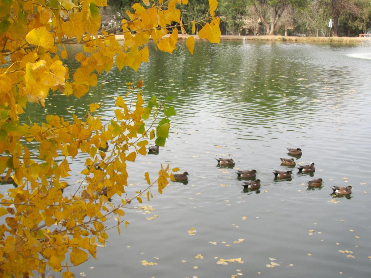 Autumn leaves and ducks