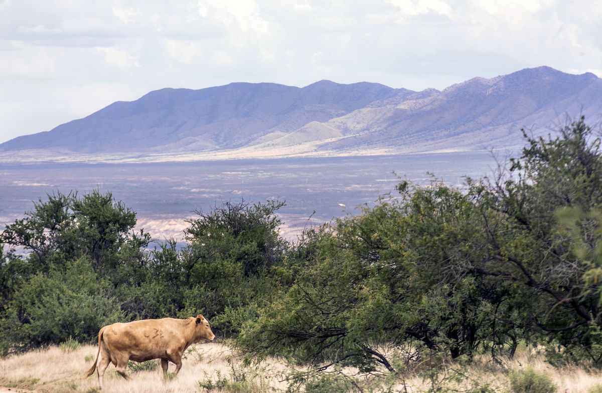 Vigneto Whetstone Ranch Project