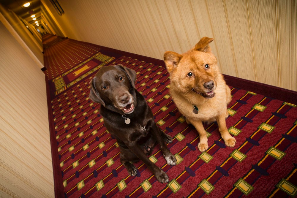 dog friendly hotel chains