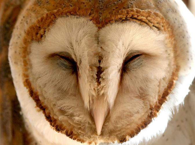 Wildlife sanctuary rebuilds