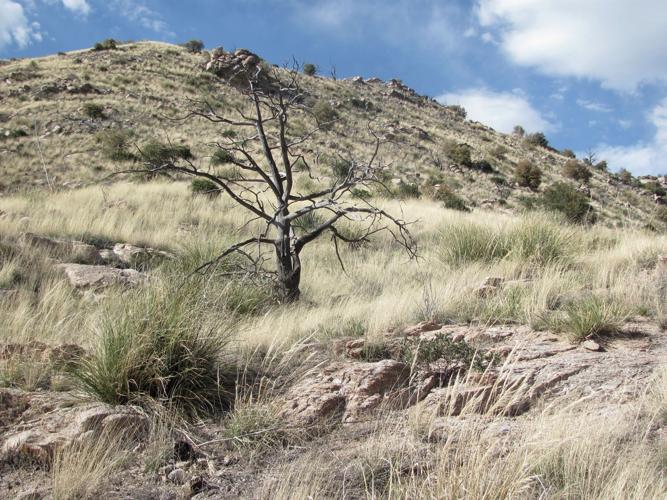 Trails on the eastern slopes of the Santa Catalina Mountains