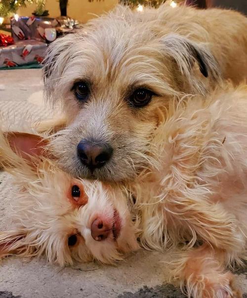 two-dogs.jpg