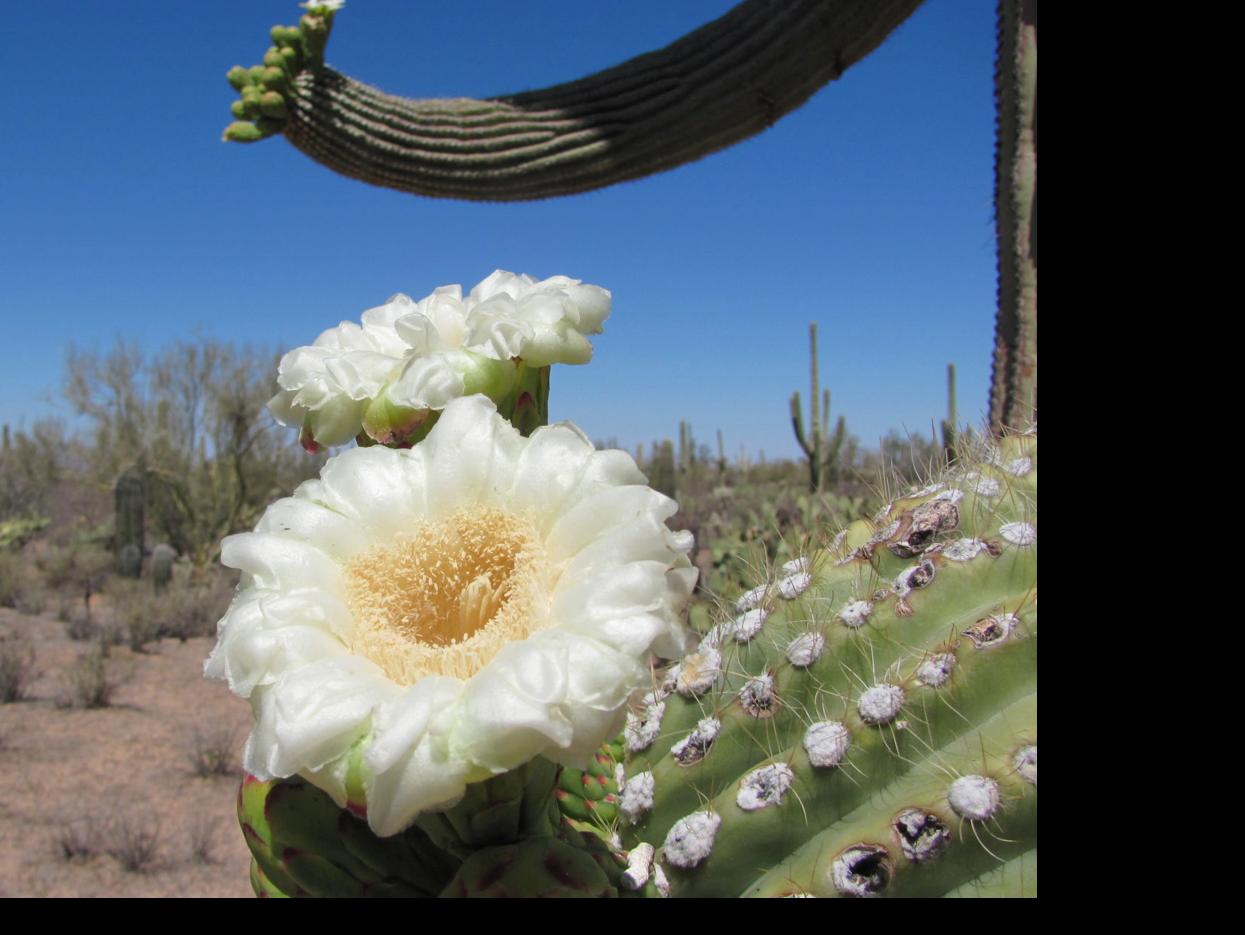 5 Places To See Flowers In The Desert Before It S Too Hot To Go Outside Tucson Life Tucson Com