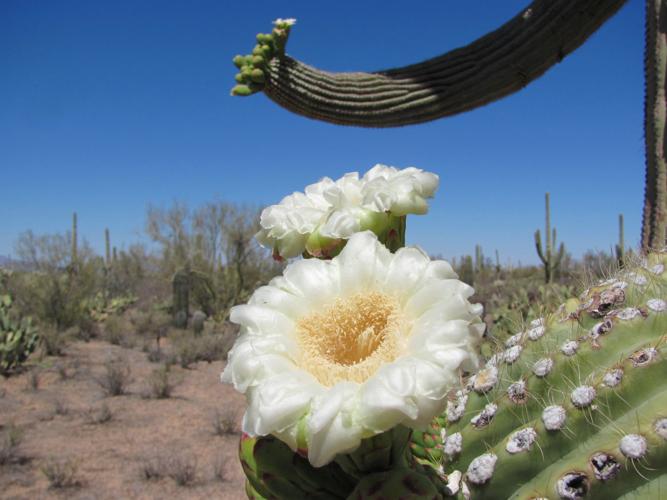 Cactus blooming