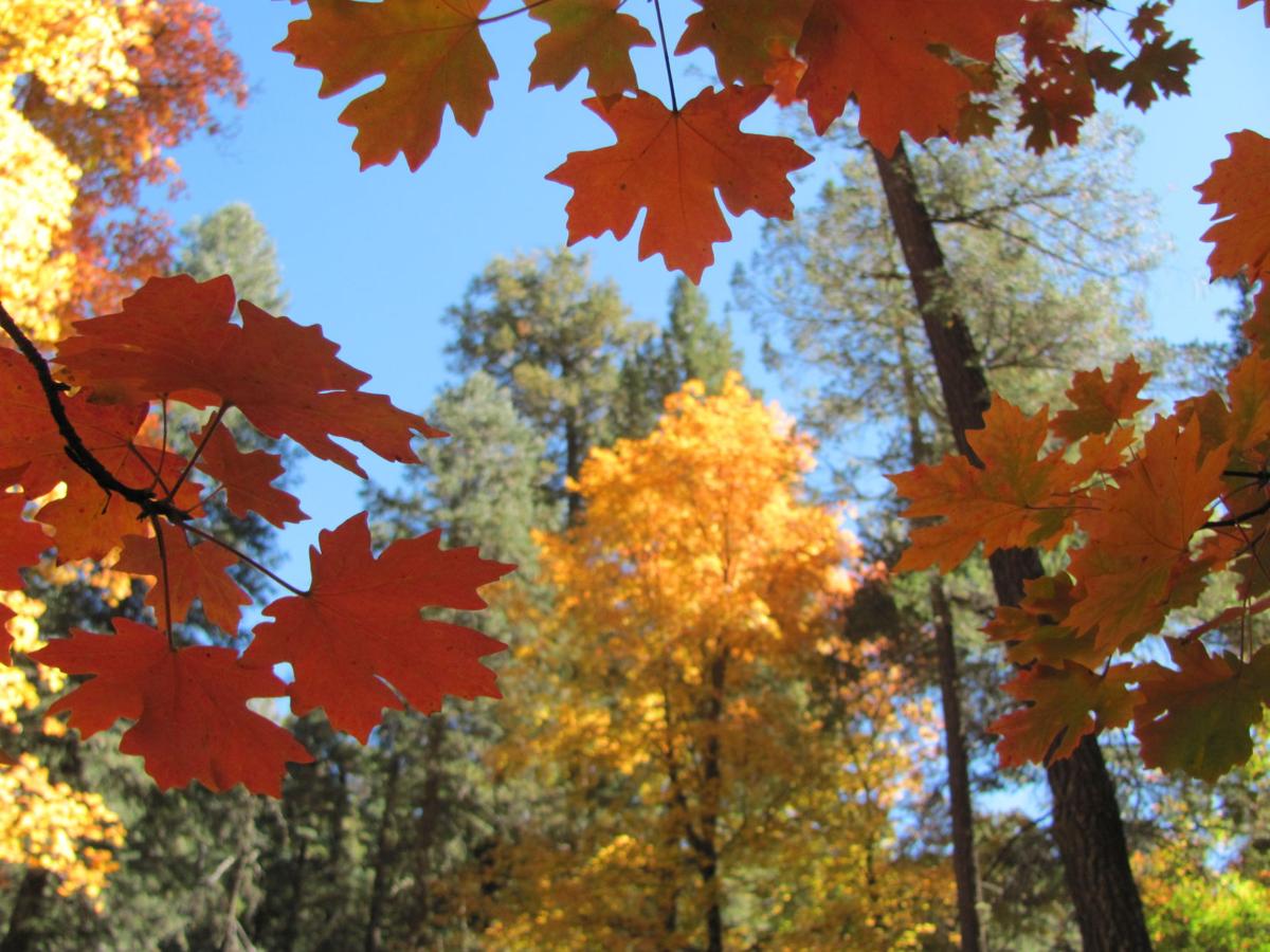 Autumn in the Catalina Mountains