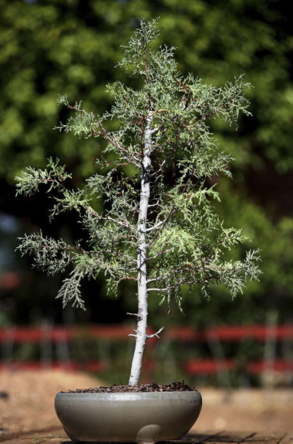 Bonsai Takes On A Desert Twist In Tucson Home Garden Tucson Com