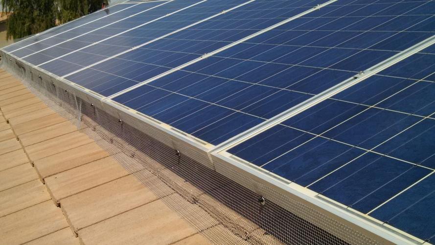 Will Doves and Pigeons Nest Under My Solar Panels?