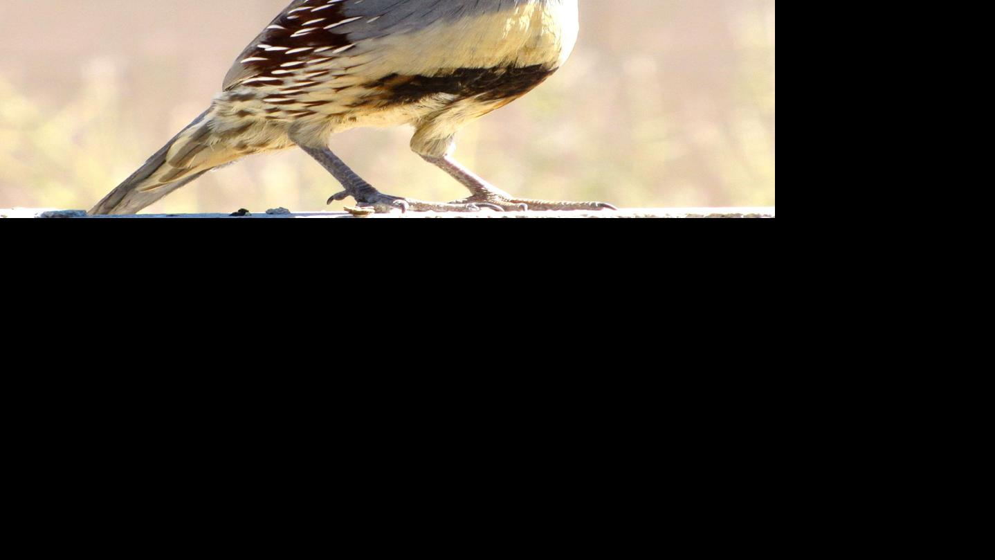 Baby Quail and Roadrunners | Saddlebag Notes | tucson.com