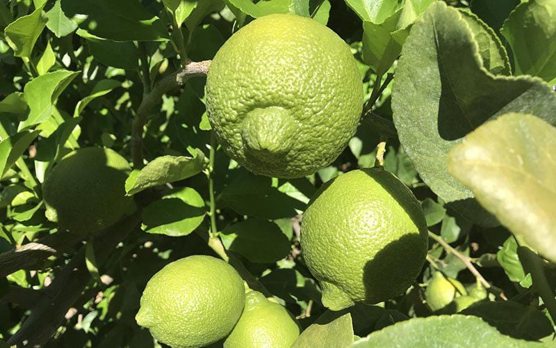 citrus industry