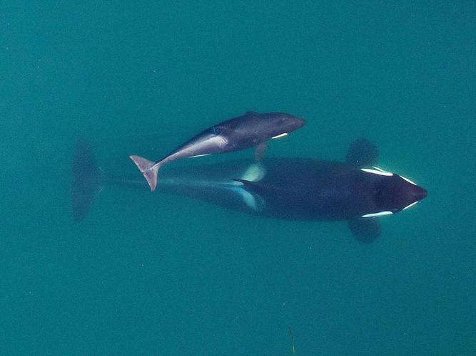 Endangered Orcas Inbreeding