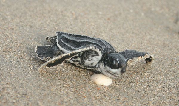 Leatherback turtles