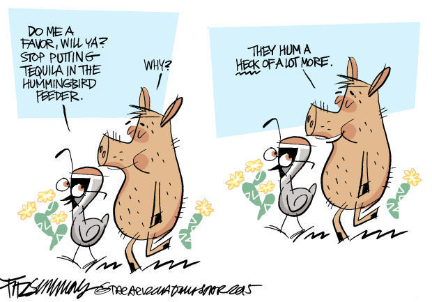 Last Laugh: Hummingbirds